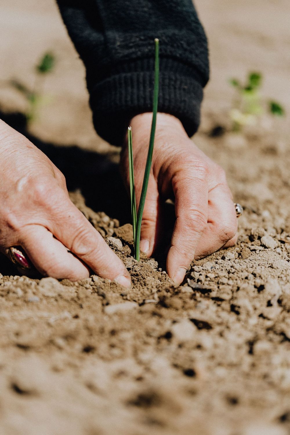 Manos plantando un plantón en tierra